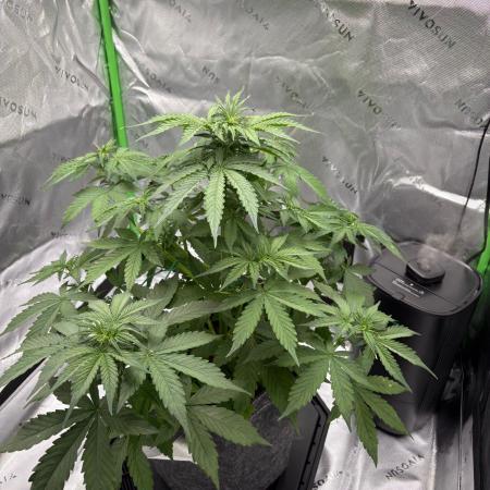 Northern Lights Auto