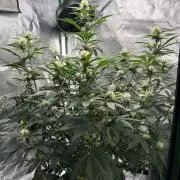 Blue Dream Auto