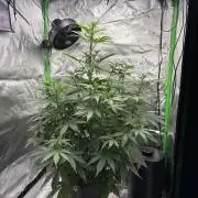 Northern Lights Auto