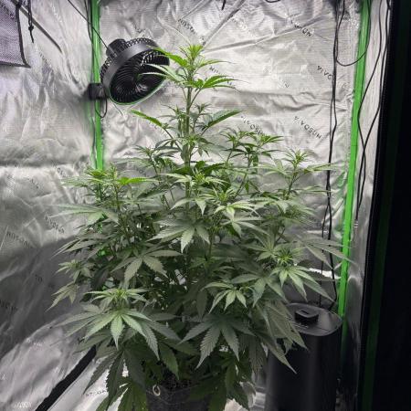 Northern Lights Auto