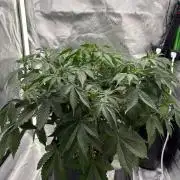 Blue Dream Auto