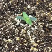 Northern Lights Auto