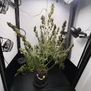 Northern Lights Auto