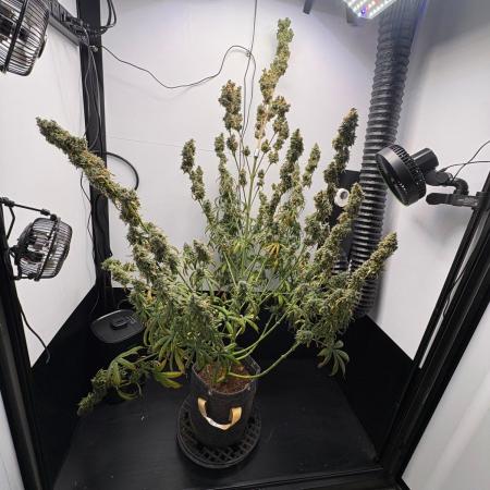 Northern Lights Auto