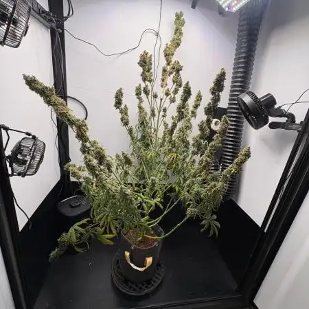 Northern Lights Auto