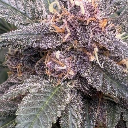 GRAND DADDY PURPLE AUTO