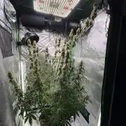 Northern Lights Auto
