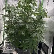 Northern Lights Auto