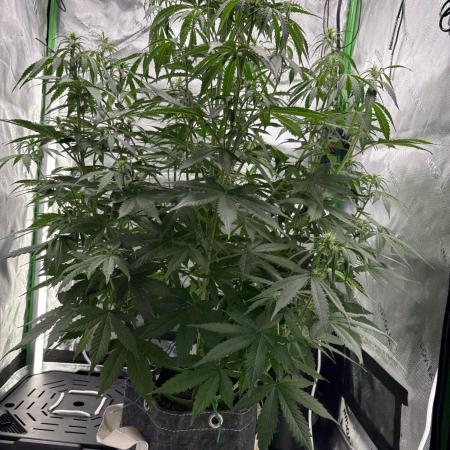 Northern Lights Auto