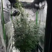 Northern Lights Auto