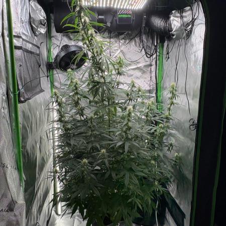Northern Lights Auto