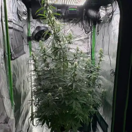 Northern Lights Auto