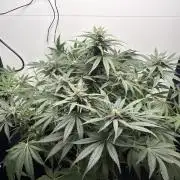 GRAND DADDY PURPLE AUTO