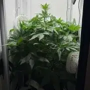 GRAND DADDY PURPLE AUTO