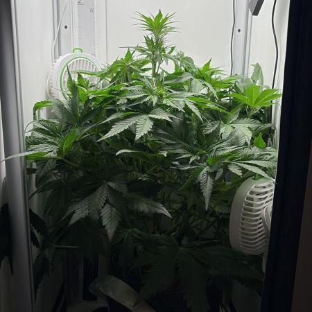 GRAND DADDY PURPLE AUTO