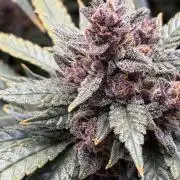 GRAND DADDY PURPLE AUTO