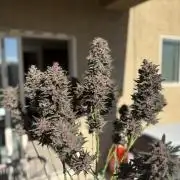 GRAND DADDY PURPLE AUTO