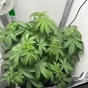 Northern Lights Auto