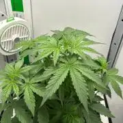 Northern Lights Auto