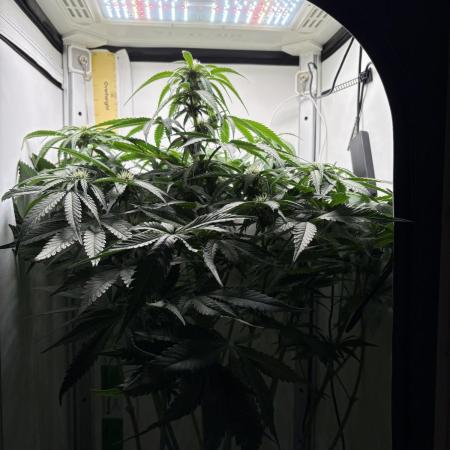 GRAND DADDY PURPLE AUTO