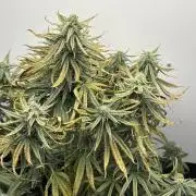 Tangie'matic