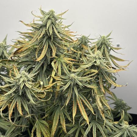 Tangie'matic