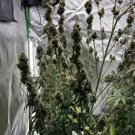 Northern Lights Auto
