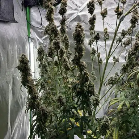 Northern Lights Auto