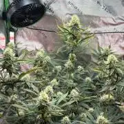 Blue Dream Auto