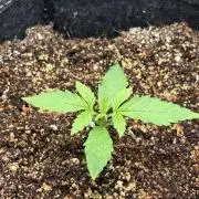 Northern Lights Auto