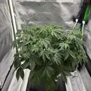 Blue Dream Auto