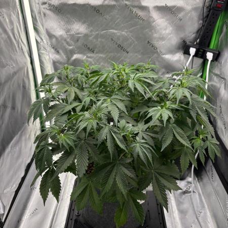 Blue Dream Auto