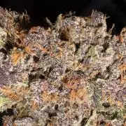 GRAND DADDY PURPLE AUTO