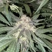 GRAND DADDY PURPLE AUTO