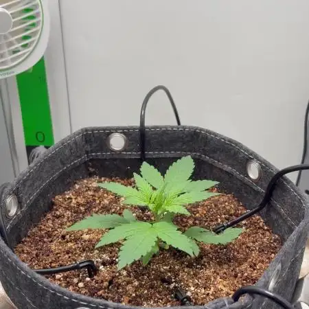 Tangie'matic