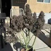 GRAND DADDY PURPLE AUTO