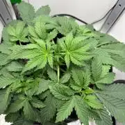 Blue Dream Auto