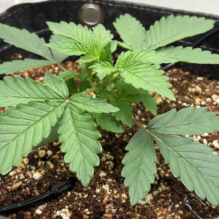 Blue Dream Auto