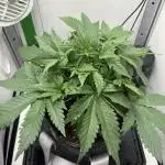 GRAND DADDY PURPLE AUTO