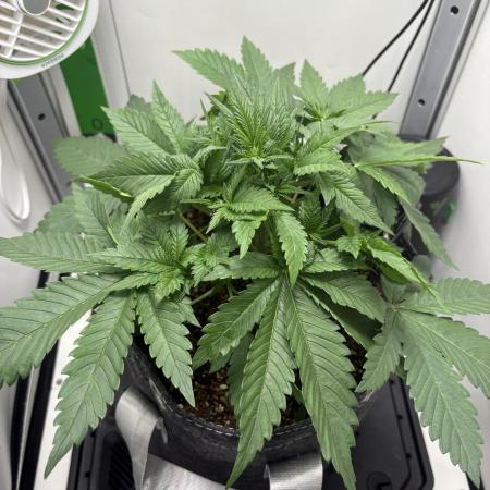 GRAND DADDY PURPLE AUTO