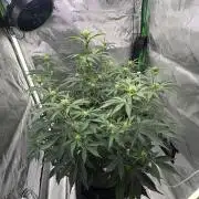 Blue Dream Auto