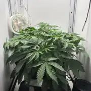 Blue Dream Auto