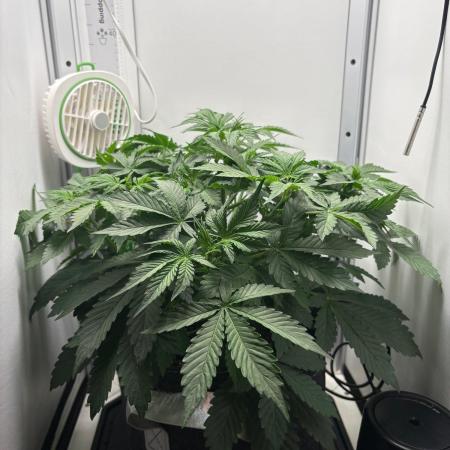 Blue Dream Auto