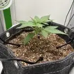 GRAND DADDY PURPLE AUTO