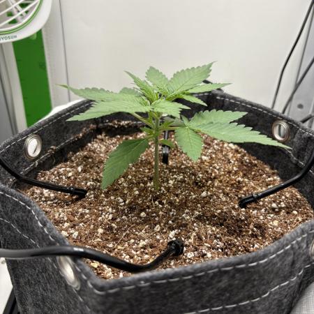 GRAND DADDY PURPLE AUTO