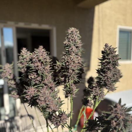 GRAND DADDY PURPLE AUTO