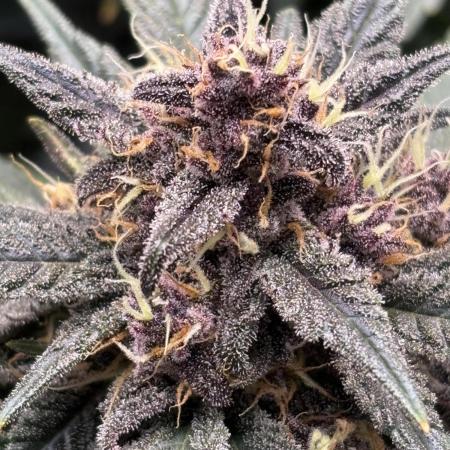 GRAND DADDY PURPLE AUTO