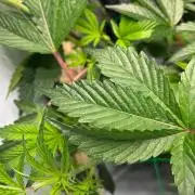 Gorilla Zkittlez in a big box