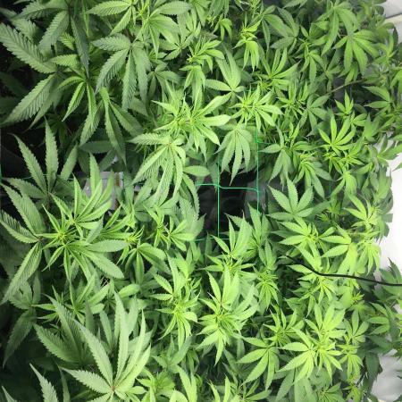 Gelato 33 - Clones - Soil