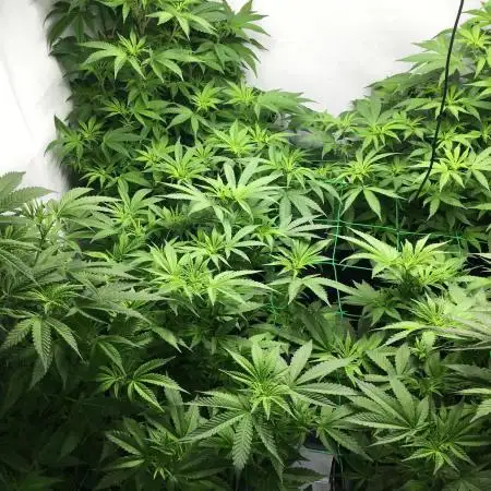Gorilla Zkittlez clones in Perlite/Coco